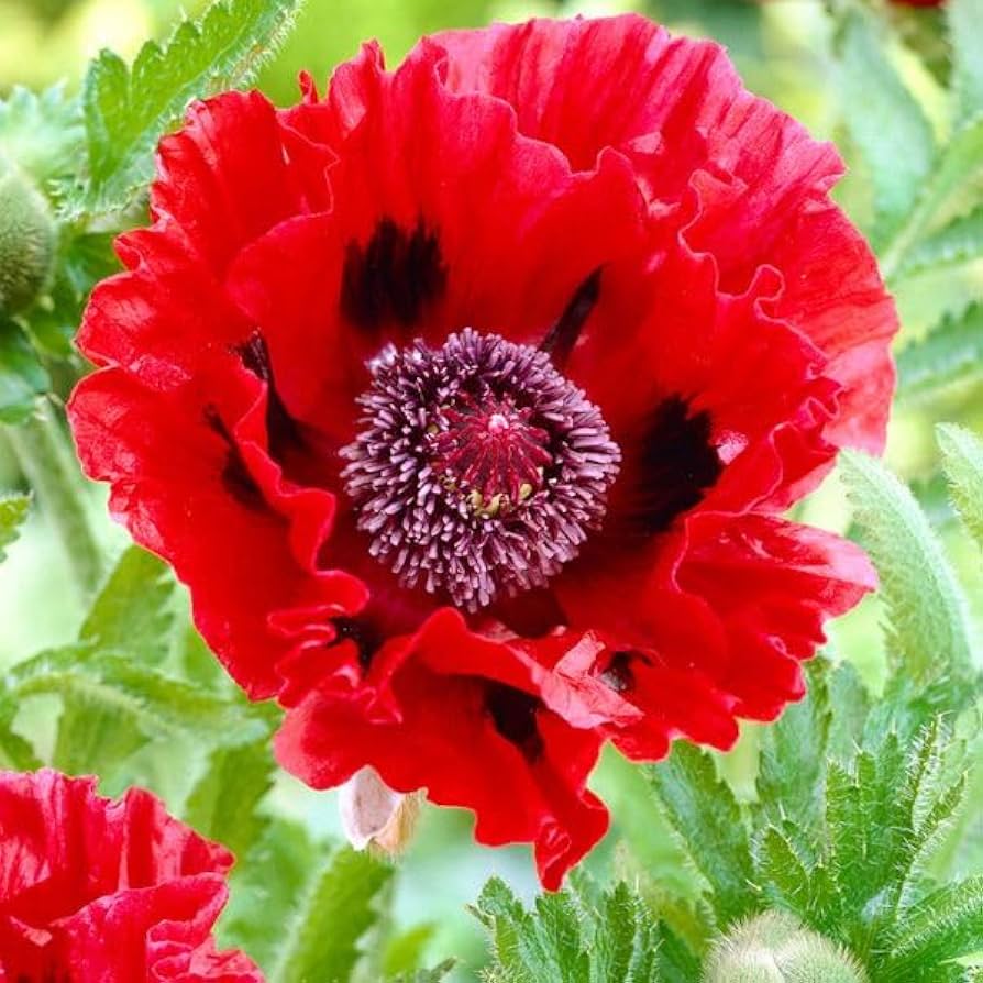 Amazon.com : 1000+ Perennial Poppy Flower Plant Seed Outdoor